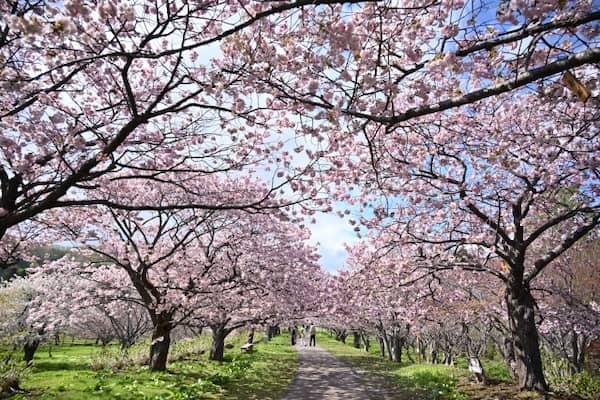 松前公園　桜のトンネル